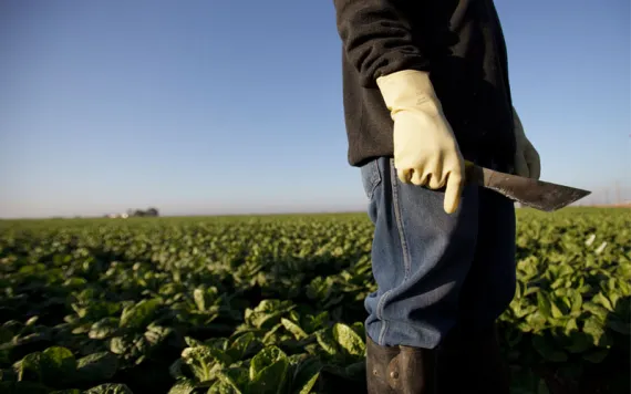 A farm worker in the field, harvesting crops