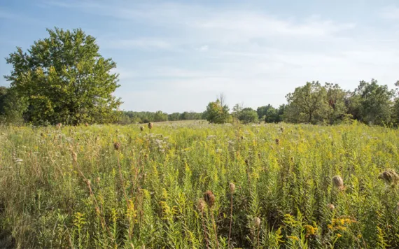 Peaceful prairie landscape with tall grasses, wildflowers and woodland growth at McDowell Grover Forest Preserve in Naperville, Illinois