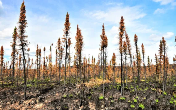 Lush green grass grows among damaged spruce and other trees along the Trans-Canada Highway, Canada.