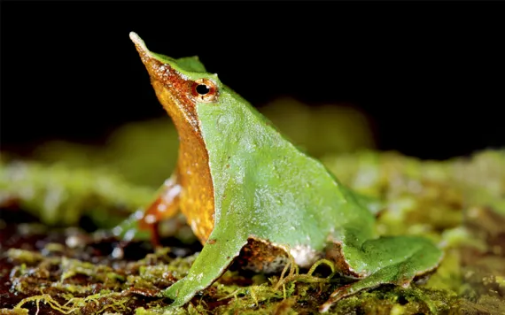 Close-up of a male Darwin's Frog with growing frogs inside his golden vocal sac