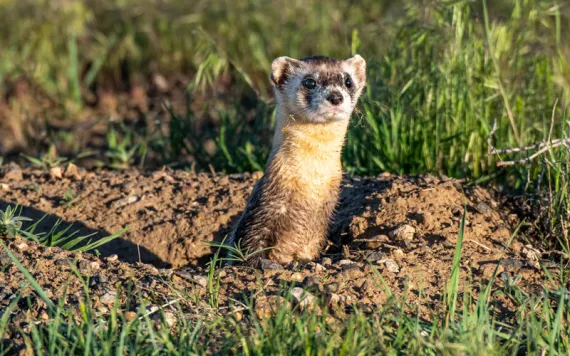 A black-footed ferret peeks out of a prairie dog burrow. 