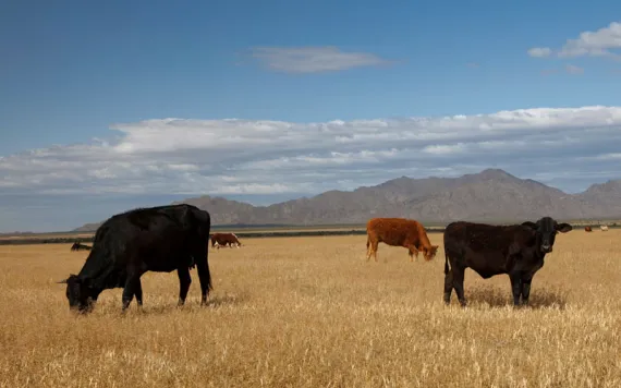 Cattle grazing in a parched field with mountains emerging in the background. 