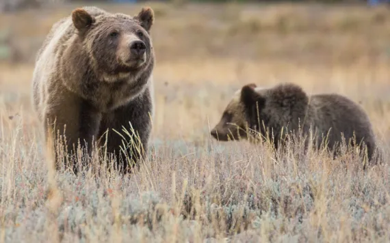 Grizzly bear 399 with one of her cubs. 