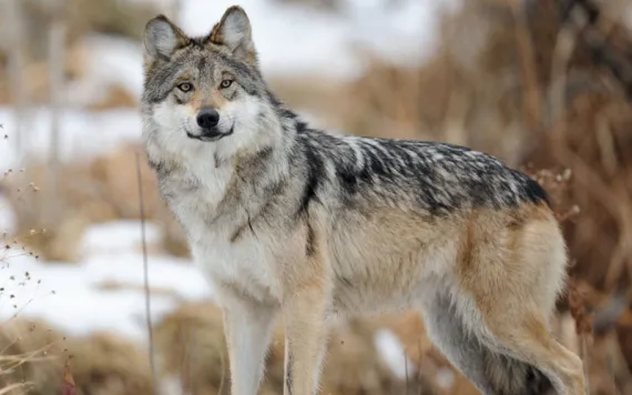 A Mexican gray wolf standing in the snow.