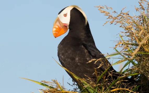 A tufted puffin near a burrow on Puffin Island, off the coast of Kodiak Island.