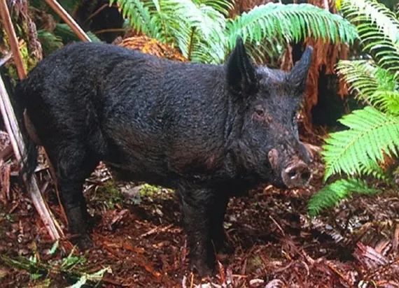 Wild boar in Hawaii