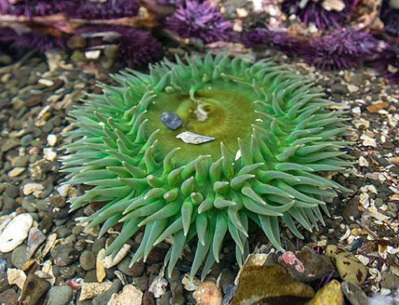 Anemone