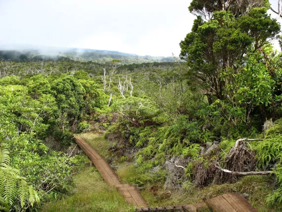 Alakai Swamp