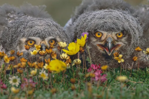 Snowy Owls. Photo by Art Wolfe.