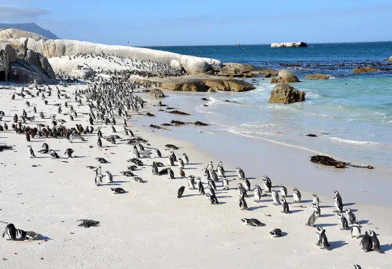 Penguins at Boulders Beach