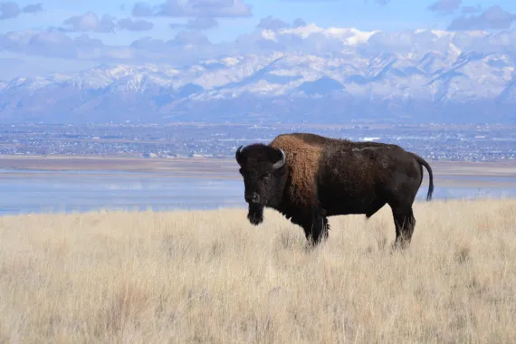 Bison on Antelope Island