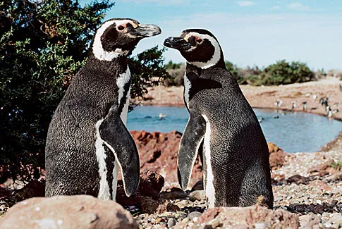 More than 200,000 penguin pairs breed each year at Punta Tombo, many returning to the same burrow every season.
