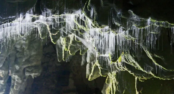 When poop glows: Luminous waste of the fungus gnat ignites an underground light show in New Zealand, evoking ewws and aahs from visitors.