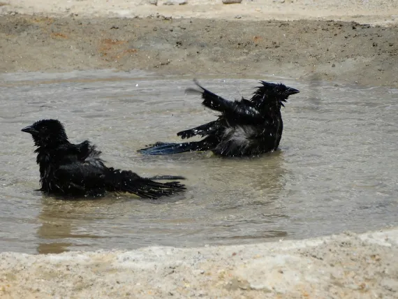 birds in oil spill