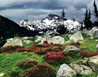   The species name for pink mountain heather, empetriformis, comes from the Greek word for "on rocks."