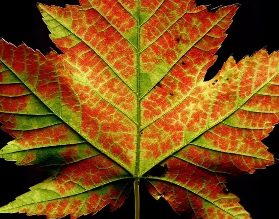 leaf