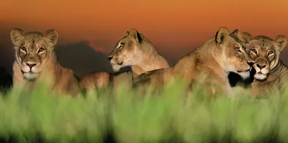 Lionesses