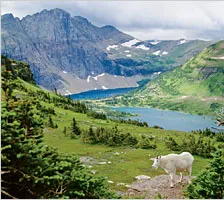 A mountain goat oversees Hidden Lake and the disappearing glaciers of Glacier National Park