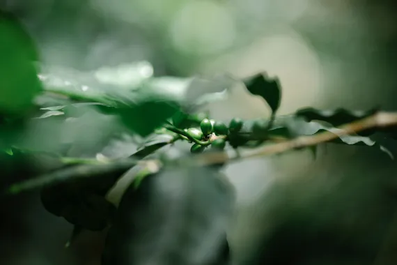 coffee plant