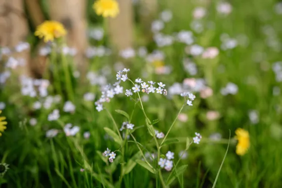 wildflowers