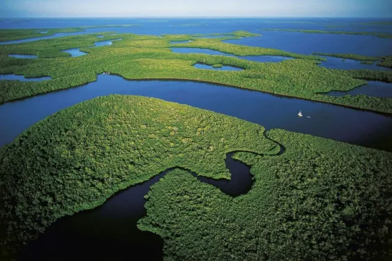 Florida: Mangroves in Everglades National Park