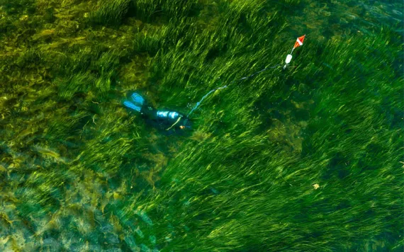 Glenn Page, who leads a seagrass research and restoration project called Team Zostera, collects reproductive shoots from a healthy eelgrass meadow in Casco Bay on August 7, 2026.
