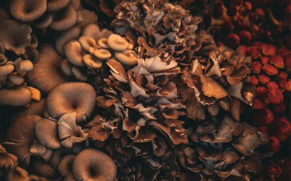 Close-up of mushrooms, Longmont, Colorado.