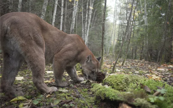 A male cougar sniffs the ground on the Olympic Peninsula.