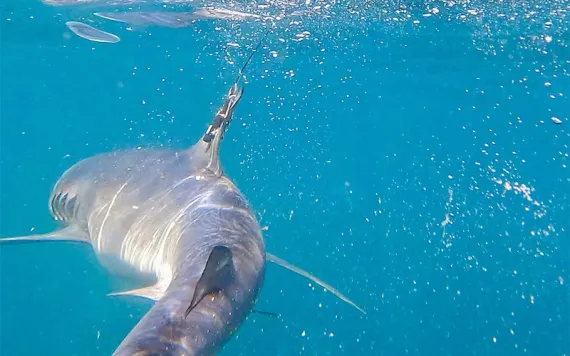 Photo by Nola Schoder, University of Miami Rosenstiel School