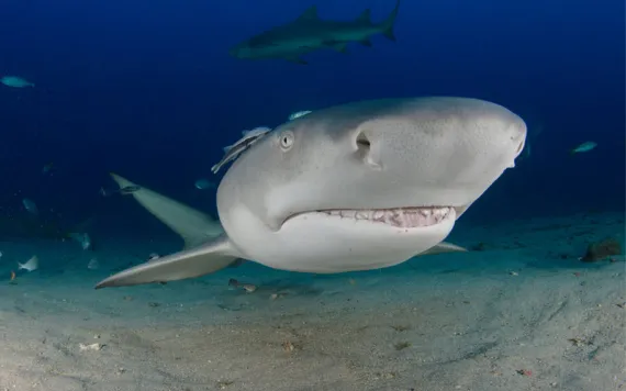 A lemon shark swims towards a scuba diver off the seafloor near the coast of West Palm Beach, Florida