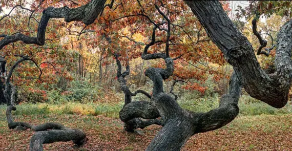 Granby Oak