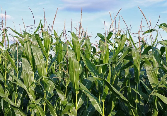 maize