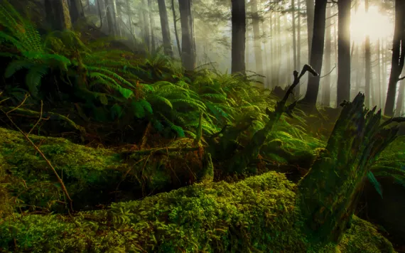 Sunlight filters through the rain forest canopy in the Tongass National Forest.