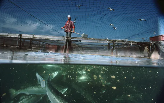 A fisherman throws chum into his salmon pen. 