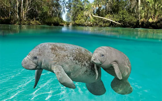Manatees pose for the camera in the warm water springs of Three Sisters Springs, Florida.