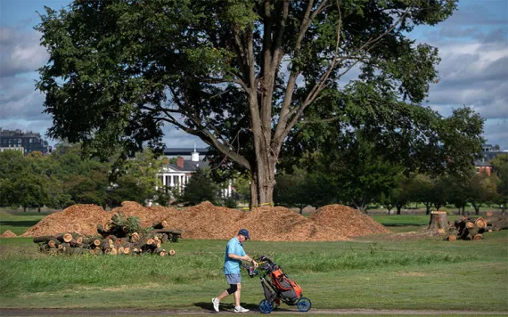 A golfer walks past cut down trees and piles of wood chips at the East Potomac Golf Links, Monday, Oct. 12, 2026, in Washington. | AP Photo/Mark Schiefelbein