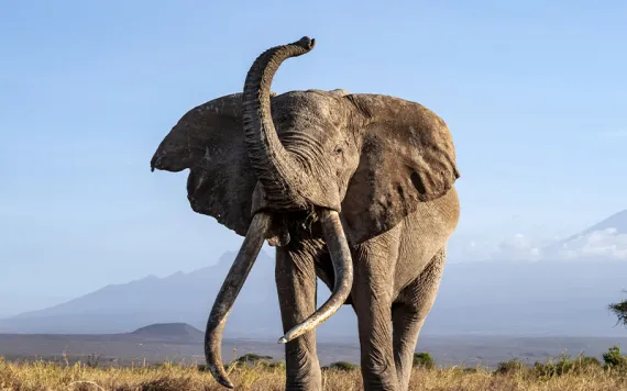 A majestic African elephant shows off his tusk