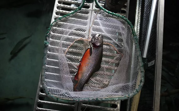 Image of a silvery red fish in a white plastic net as seen from above. 