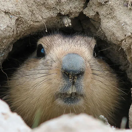 Marmot