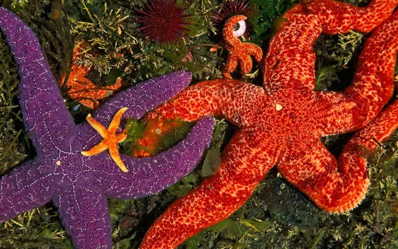 sea stars