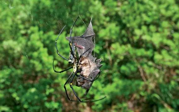 Bat-eating spider