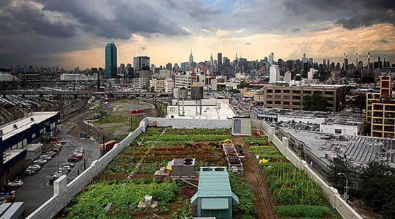 The view from Brooklyn Grange's rooftop garden. 