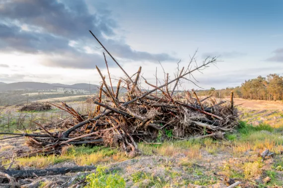 Should you burn a brush pile or let it decompose?