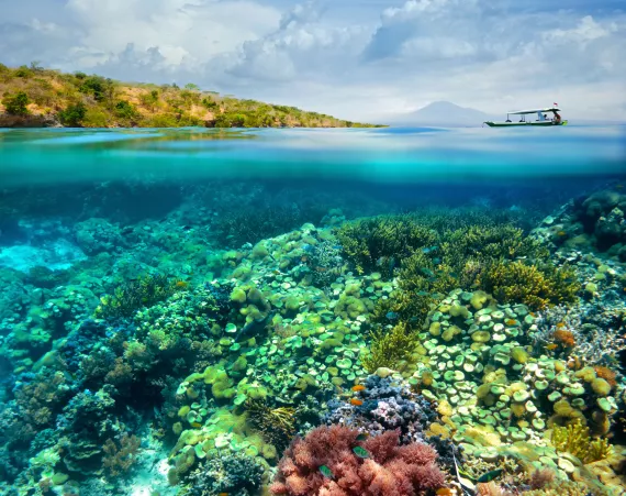 Corals, sponges, and anenomes appear static but are actually in constant motion.