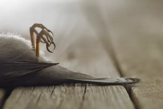 How many birds die from flying near wind turbines?