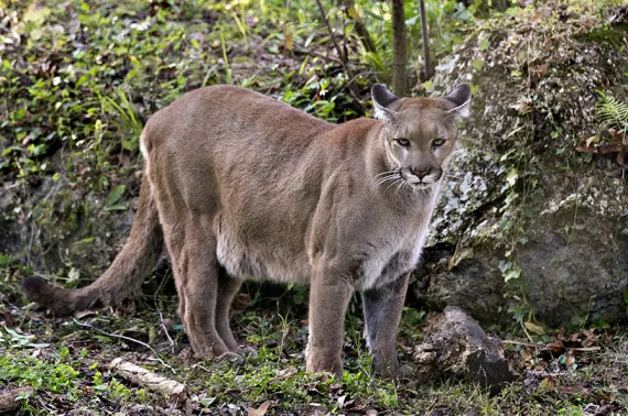 Florida Panther