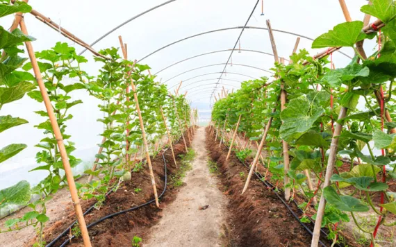 Don't worry about winter -- a DIY greenhouse will keep your seedlings warm!