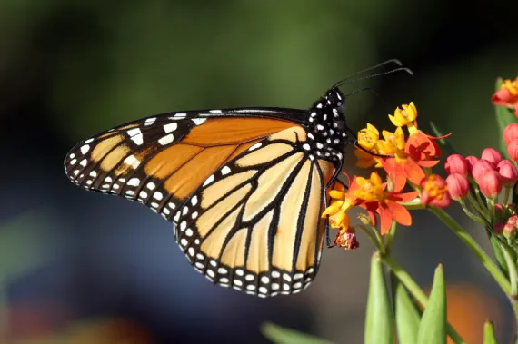Monarch butterfly