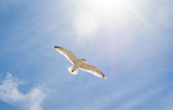 Seagull in sunshine