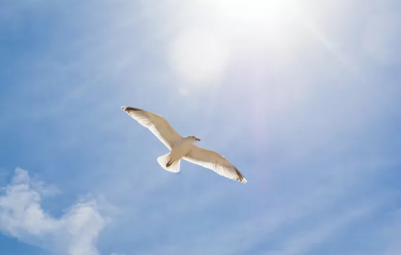 Seagull in sunshine